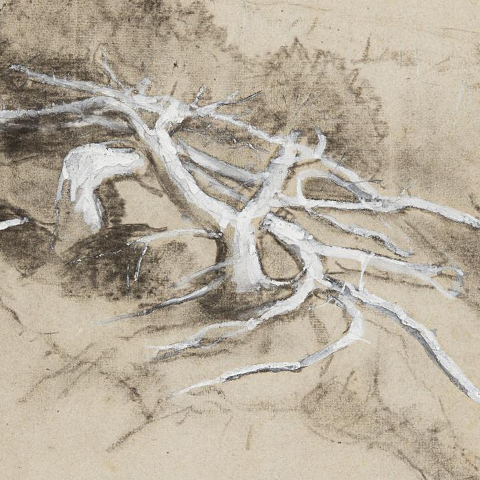 Tree Roots on a Hillside, Prout’s Neck (1884)